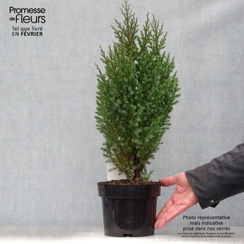 Amostra de Genévrier de Chine - Juniperus chinensis Stricta Vaso de 2 L/3 L tal como entregue no inverno