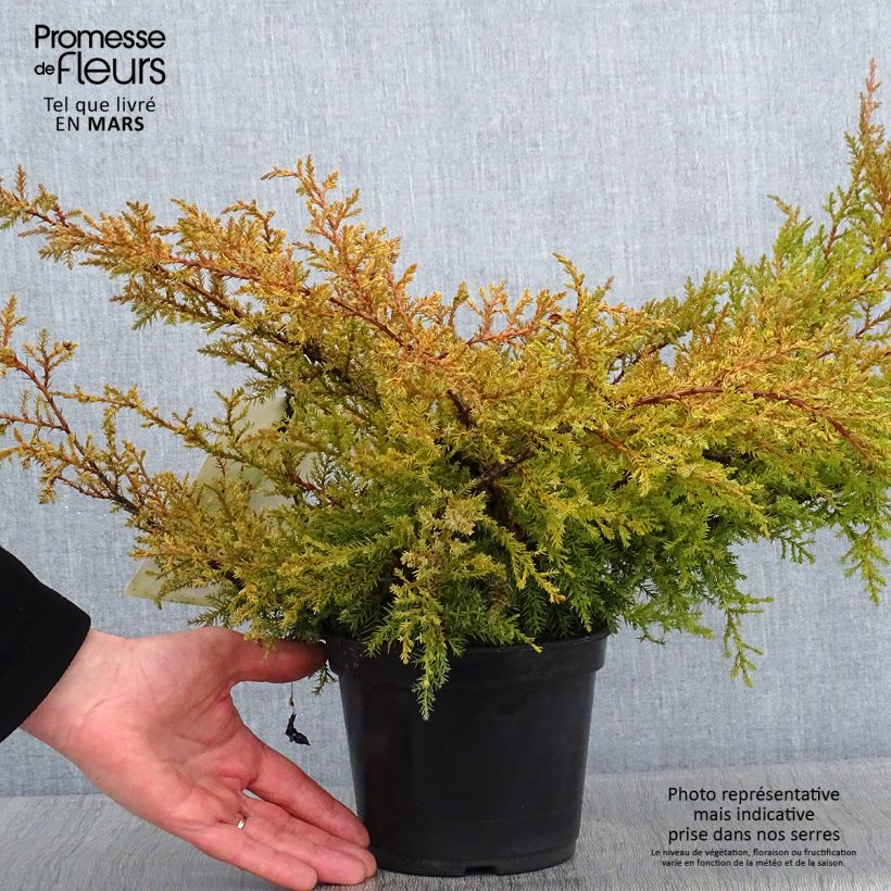 Amostra de Genévrier de Pfitzer Compact - Juniperus pfitzeriana Compacta Vaso de 2 L/3 L tal como entregue no inverno