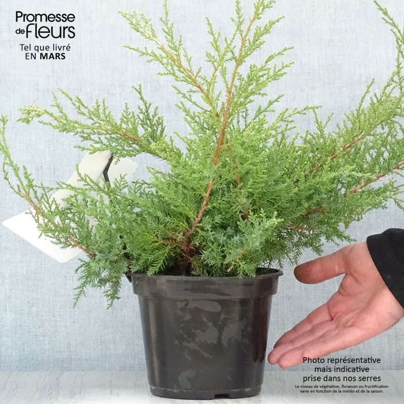 Amostra de Juniperus pfitzeriana Compacta Vaso de 2 L/3 L tal como entregue na primavera