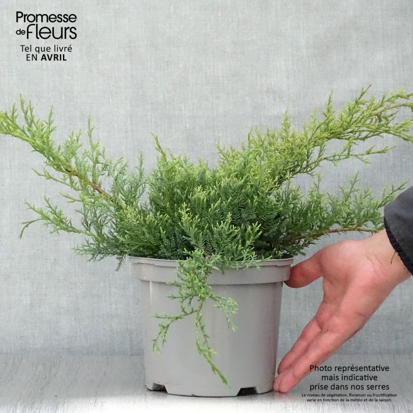 Amostra de Juniperus pfitzeriana Glauca Vaso de 2 L/3 L tal como entregue na primavera