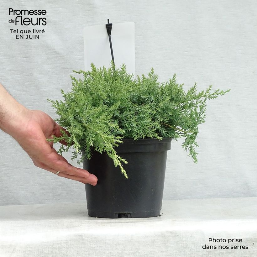 Amostra de Juniperus pfitzeriana Glauca Vaso de 2 L/3 L tal como entregue no verão
