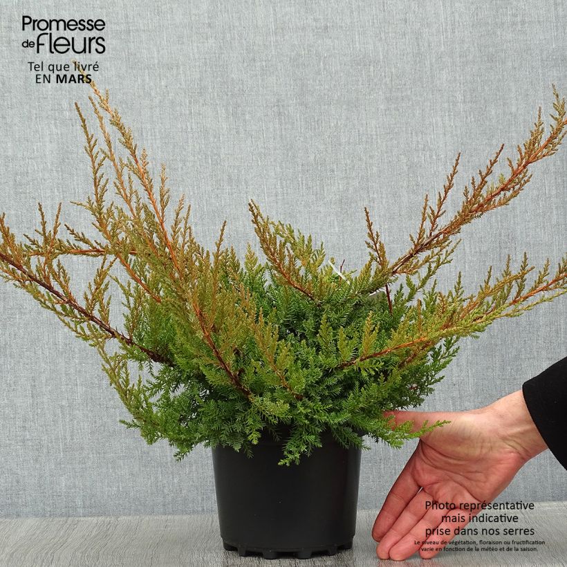 Amostra de Genévrier de Pfitzer - Juniperus x media Pfitzeriana Vaso de 2 L/3 L tal como entregue no inverno