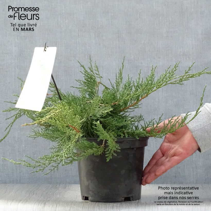 Amostra de Juniperus media Pfitzeriana Vaso de 2 L/3 L tal como entregue na primavera