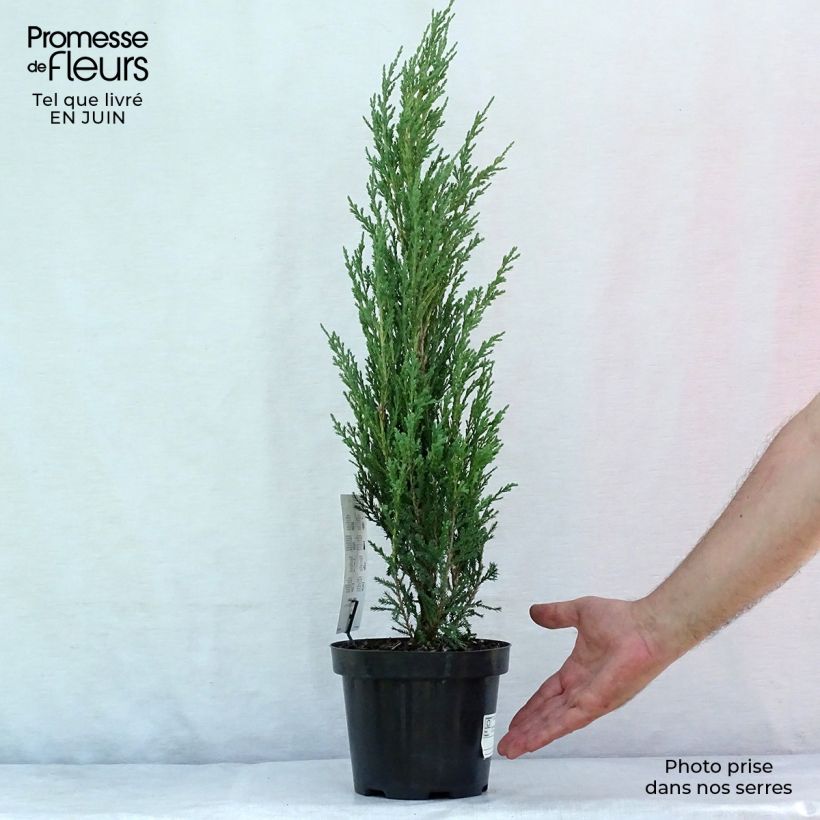 Amostra de Juniperus scopulorum Blue Arrow Vaso de 2 L/3 L tal como entregue no verão