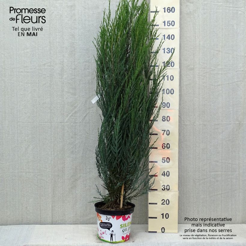 Amostra de Juniperus scopulorum Blue Arrow Vaso de 6 L/7 L tal como entregue na primavera