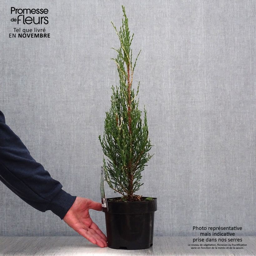 Amostra de Juniperus scopulorum Blue Ivory Vaso de 2 L/3 L tal como entregue no outono