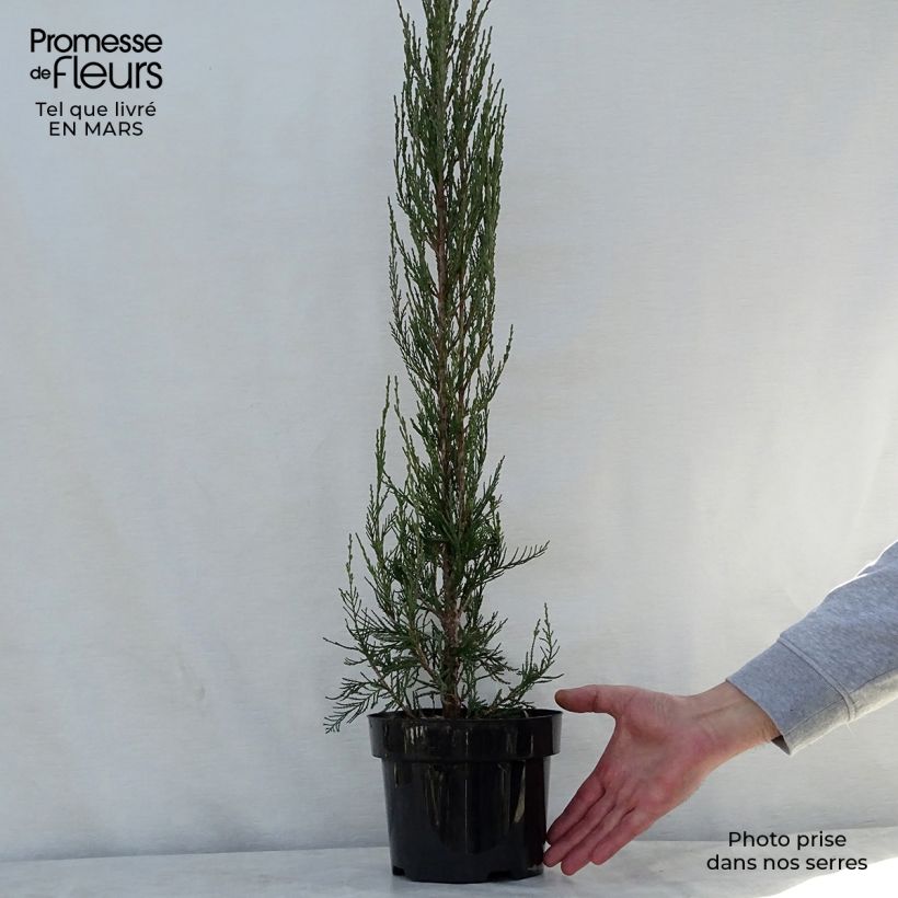 Amostra de Juniperus scopulorum Skyrocket Vaso de 3 L/4 L tal como entregue na primavera