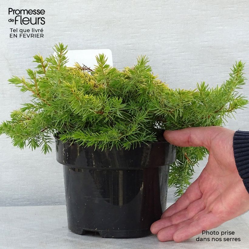 Amostra de Juniperus conferta All Gold Vaso de 2 L/3 L tal como entregue no inverno
