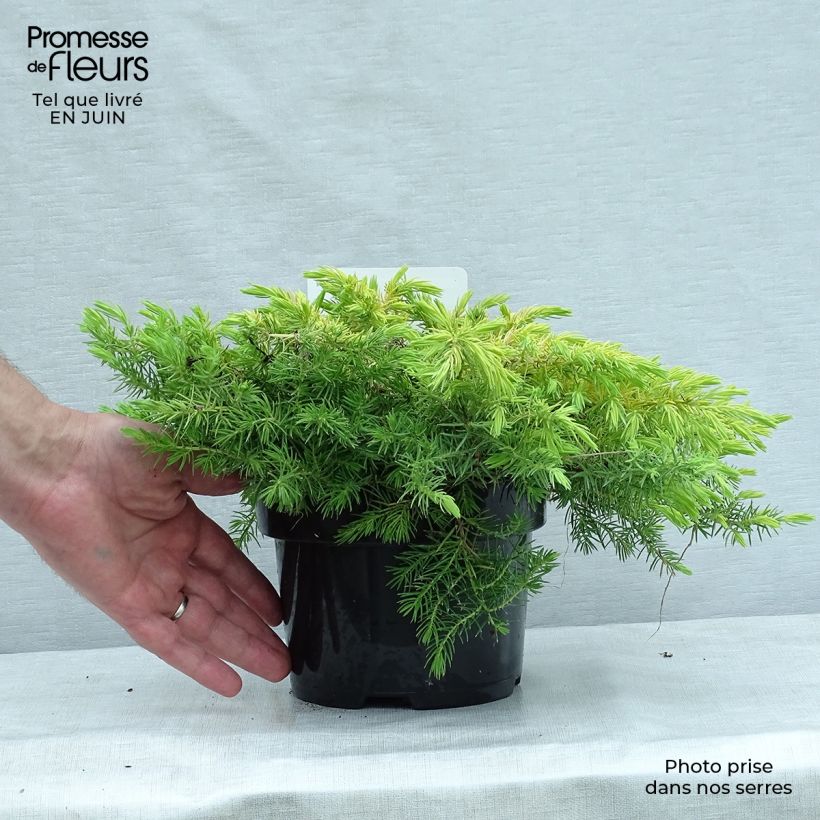 Amostra de Juniperus conferta All Gold Vaso de 2 L/3 L tal como entregue no verão