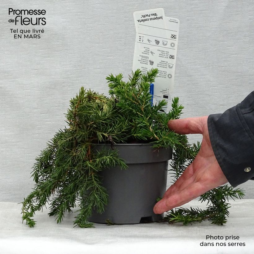 Amostra de Juniperus conferta Blue Pacific Vaso de 2 L/3 L tal como entregue na primavera
