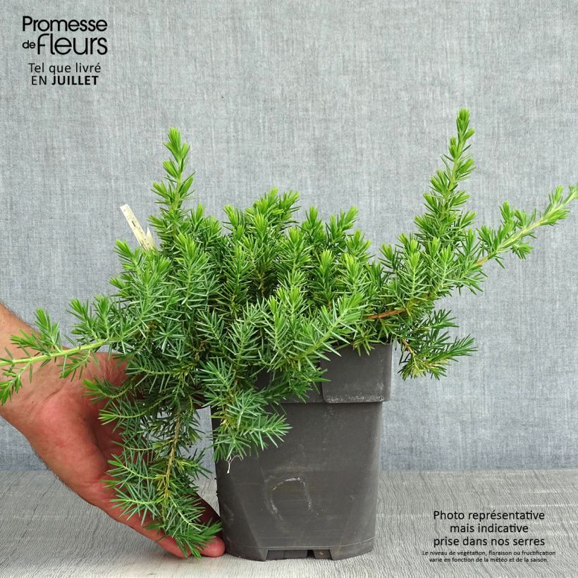 Amostra de Juniperus conferta Blue Pacific Vaso de 2 L/3 L tal como entregue no verão