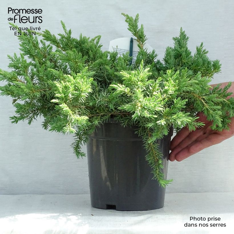 Amostra de Juniperus conferta Schlager Vaso de 2 L/3 L tal como entregue no verão