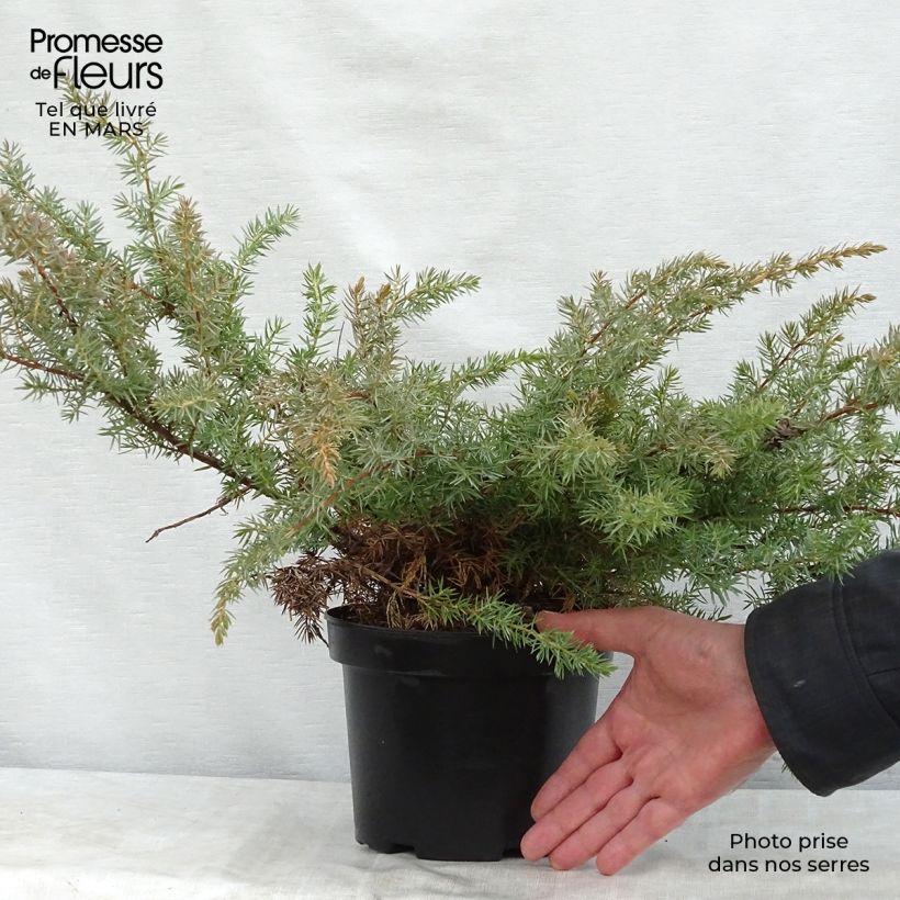 Amostra de Juniperus conferta Schlager Vaso de 2 L/3 L tal como entregue na primavera
