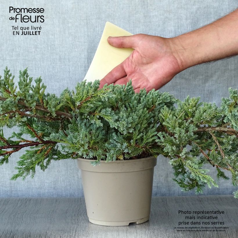 Amostra de Juniperus squamata Blue Carpet Vaso de 2 L/3 L tal como entregue no verão