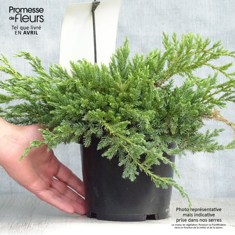 Amostra de Juniperus squamata Blue Carpet Vaso de 2 L/3 L tal como entregue na primavera
