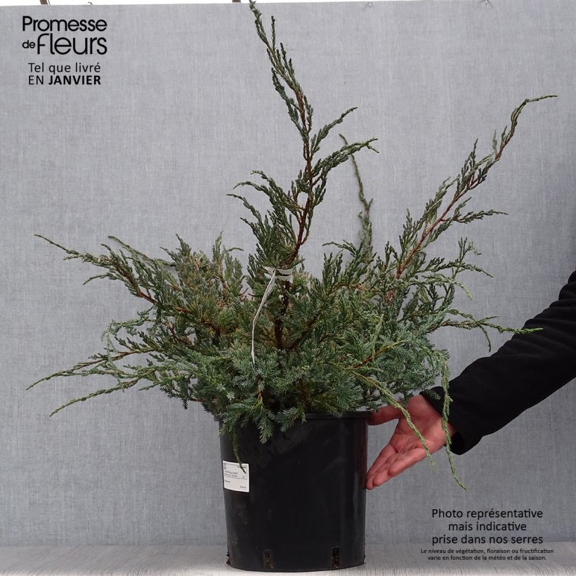 Amostra de Genévrier écailleux - Juniperus squamata Blue Carpet Vaso de 4 L/5 L tal como entregue no inverno