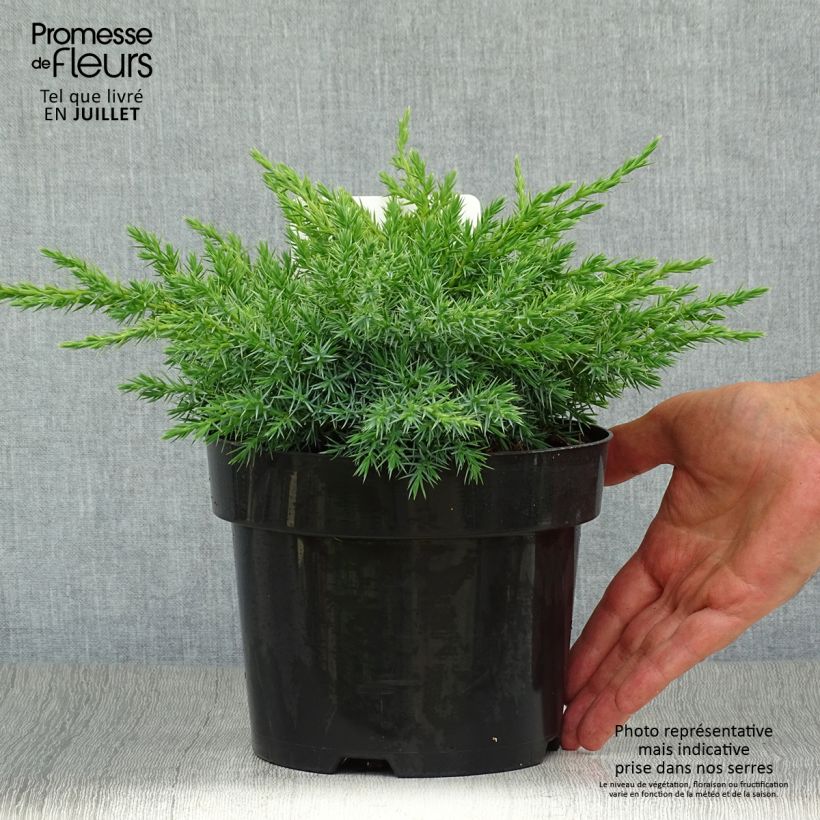 Amostra de Juniperus squamata Blue Swede Vaso de 2 L/3 L tal como entregue no verão