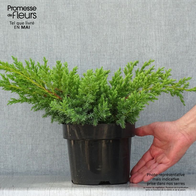 Amostra de Juniperus squamata Blue Swede Vaso de 2 L/3 L tal como entregue na primavera