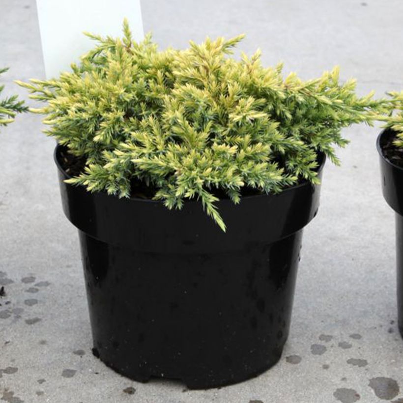 Juniperus squamata Dream Joy (Hábito)