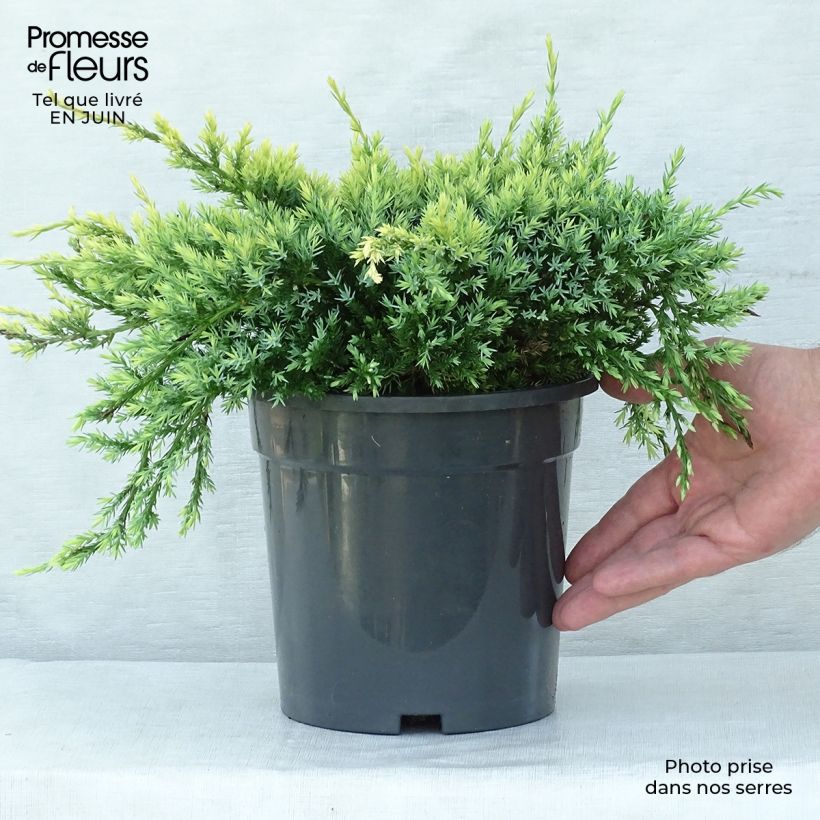 Amostra de Juniperus squamata Holger Vaso de 2 L/3 L tal como entregue no verão