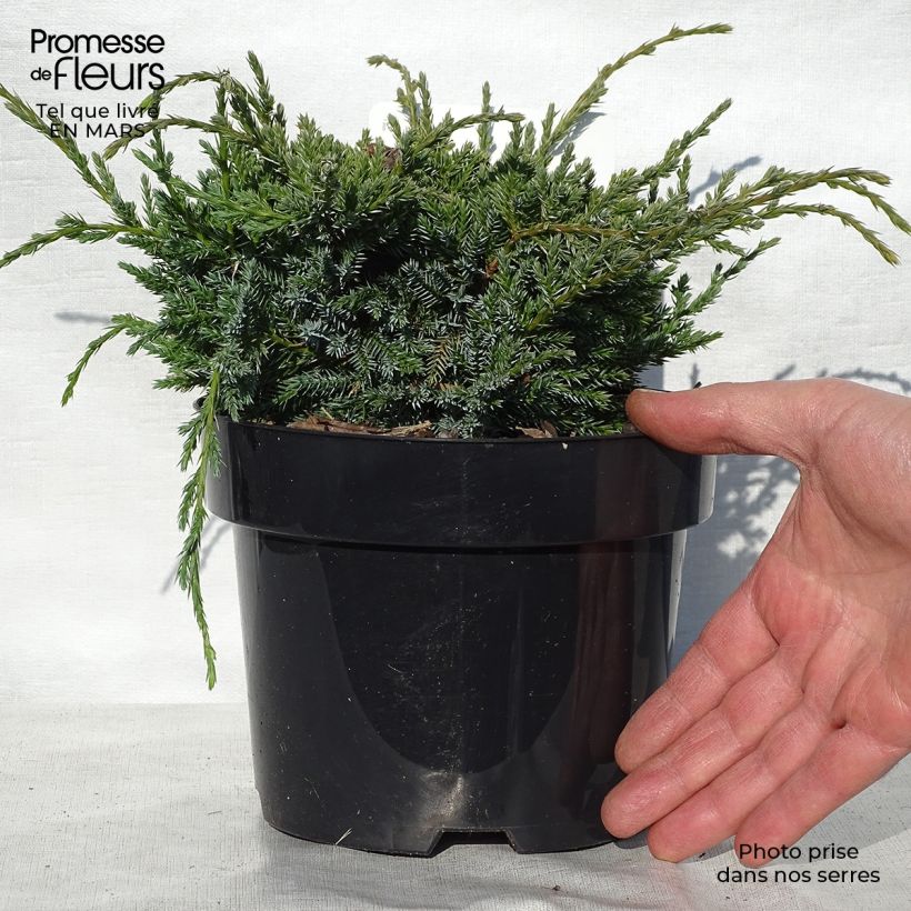 Amostra de Juniperus squamata Holger Vaso de 2 L/3 L tal como entregue na primavera