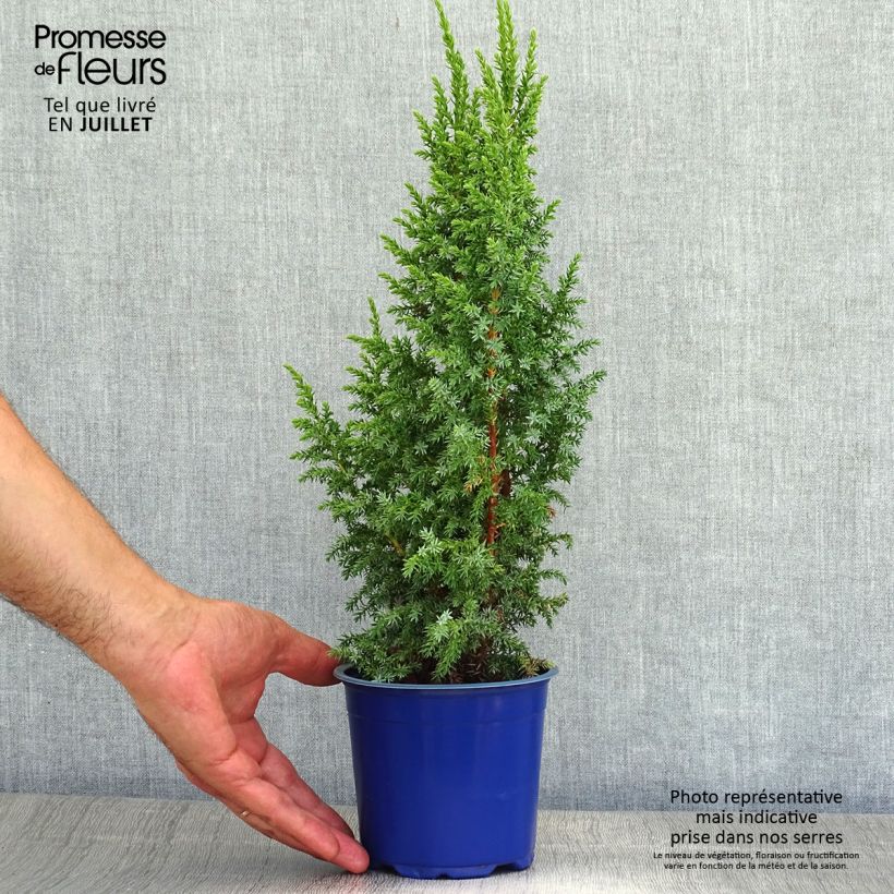 Amostra de Juniperus squamata Loderi Vaso de 2 L/3 L tal como entregue no verão