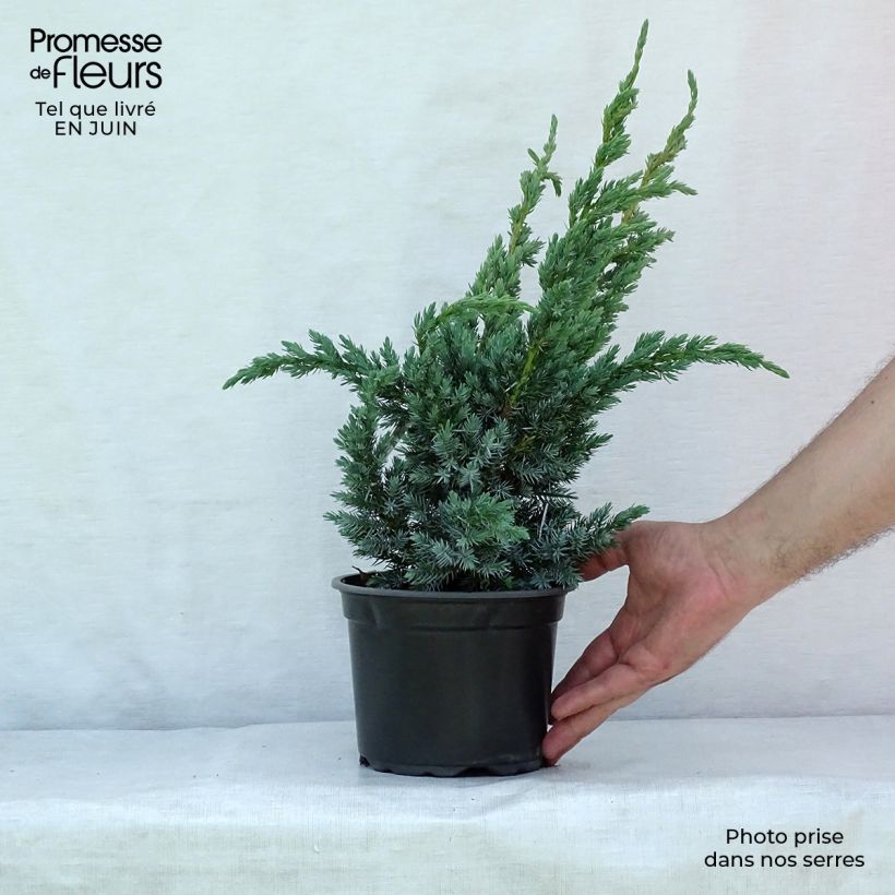 Amostra de Juniperus squamata Meyeri Vaso de 3 L/4 L tal como entregue no verão