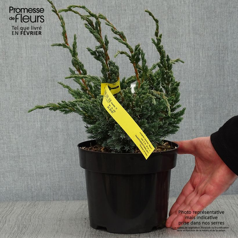 Amostra de Genévrier écailleux - Juniperus squamata Meyeri Vaso de 3 L/4 L tal como entregue no inverno