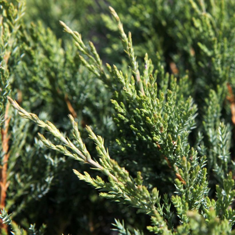 Juniperus horizontalis Agnieszka (Folhagem)