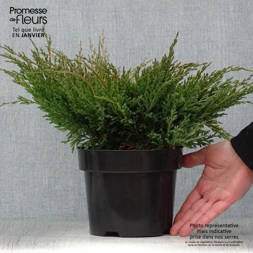 Amostra de Genévrier horizontal - Juniperus horizontalis Andorra Compact Vaso de 2 L/3 L tal como entregue no inverno