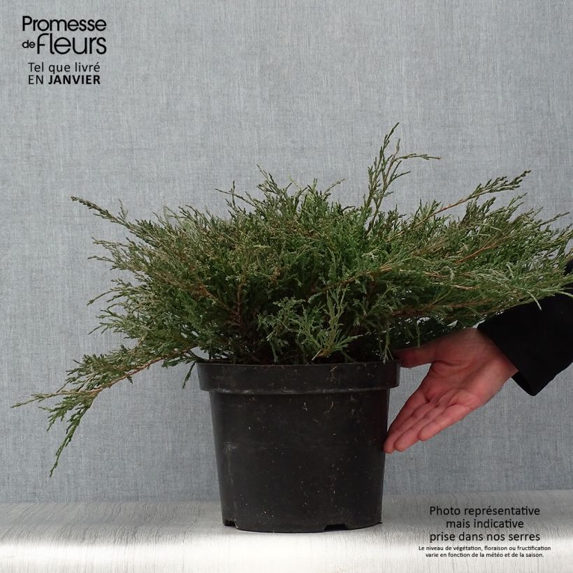 Amostra de Genévrier horizontal - Juniperus horizontalis Andorra Compact Vaso de 7,5 L/10 L tal como entregue no inverno
