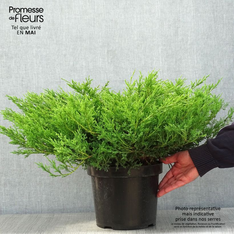 Amostra de Juniperus horizontalis Andorra Compact Vaso de 7,5 L/10 L tal como entregue na primavera