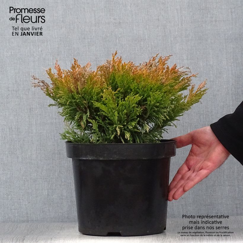 Amostra de Genévrier horizontal - Juniperus horizontalis Limeglow Vaso de 7,5 L/10 L tal como entregue no inverno