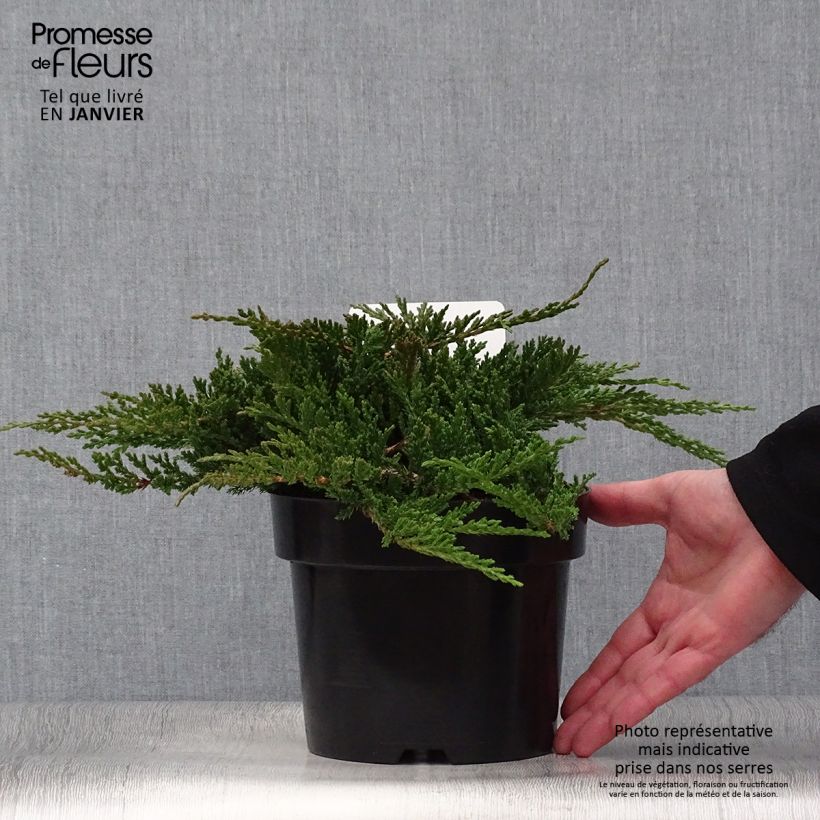 Amostra de Juniperus horizontalis Prince Of Wales Vaso de 2 L/3 L tal como entregue no inverno