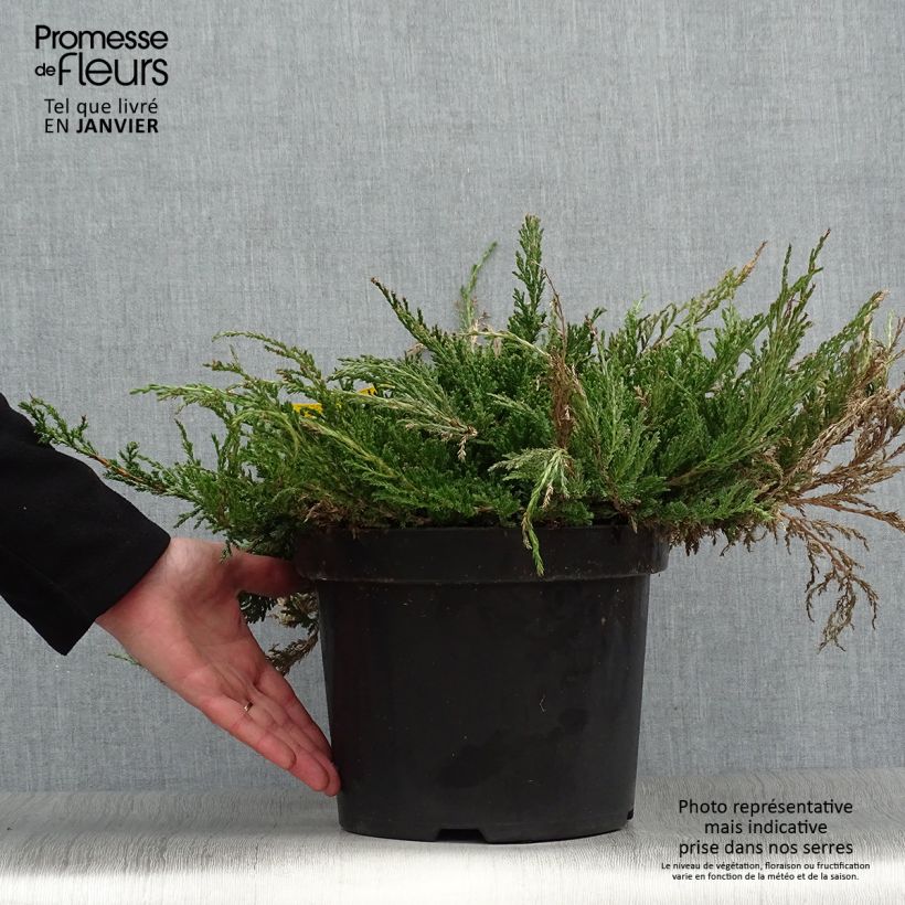 Amostra de Juniperus horizontalis Prince Of Wales Vaso de 7,5 L/10 L tal como entregue no inverno