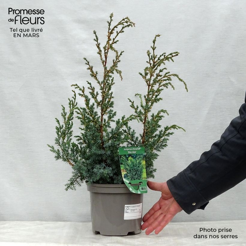 Amostra de Juniperus chinensis × sabina Blaauw Vaso de 2 L/3 L tal como entregue na primavera