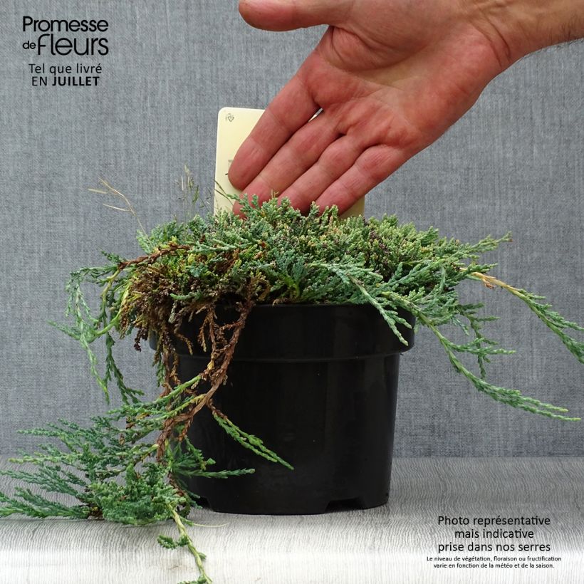 Amostra de Juniperus horizontalis Icee Blue Vaso de 2 L/3 L tal como entregue no verão