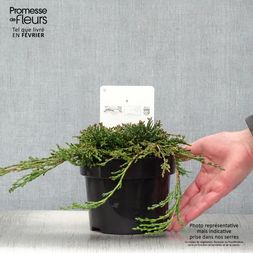Amostra de Genévrier rampant - Juniperus horizontalis Icee Blue Vaso de 2 L/3 L tal como entregue no inverno