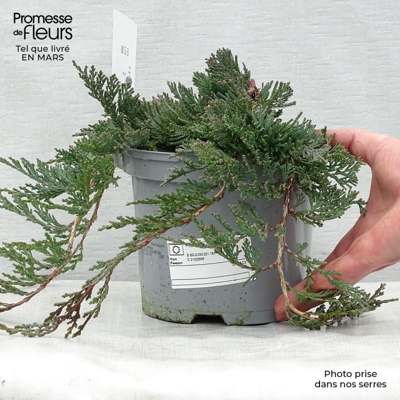 Amostra de Juniperus horizontalis Wiltonii Vaso de 3 L/4 L tal como entregue na primavera