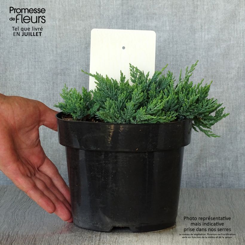 Amostra de Juniperus horizontalis Wiltonii Vaso de 2 L/3 L tal como entregue no verão