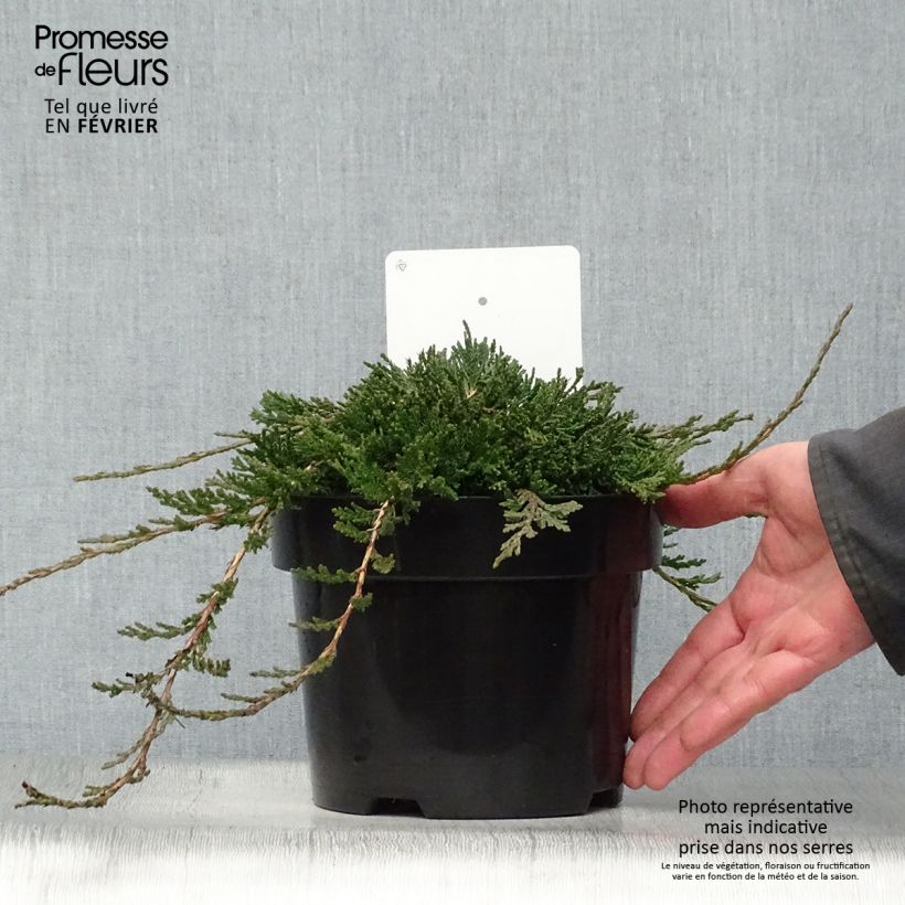 Amostra de Juniperus horizontalis Wiltonii Vaso de 3 L/4 L tal como entregue no inverno