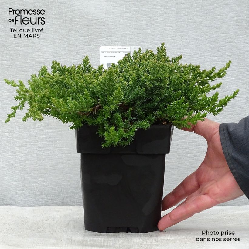 Amostra de Juniperus procumbens Nana Vaso de 2 L/3 L tal como entregue na primavera