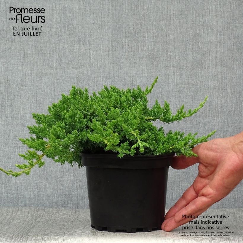 Amostra de Juniperus procumbens Nana Vaso de 2 L/3 L tal como entregue no verão