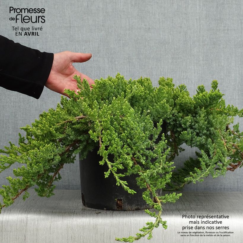 Amostra de Juniperus procumbens Nana Vaso de 7,5 L/10 L tal como entregue na primavera