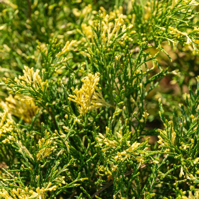 Juniperus sabina Variegata (Folhagem)