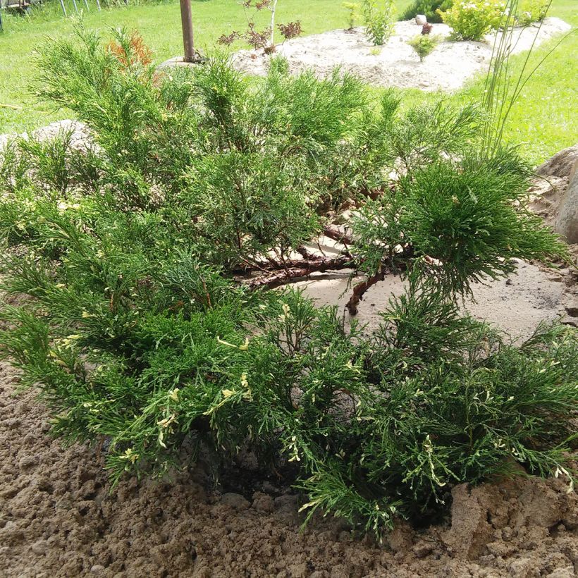 Juniperus sabina Variegata (Hábito)
