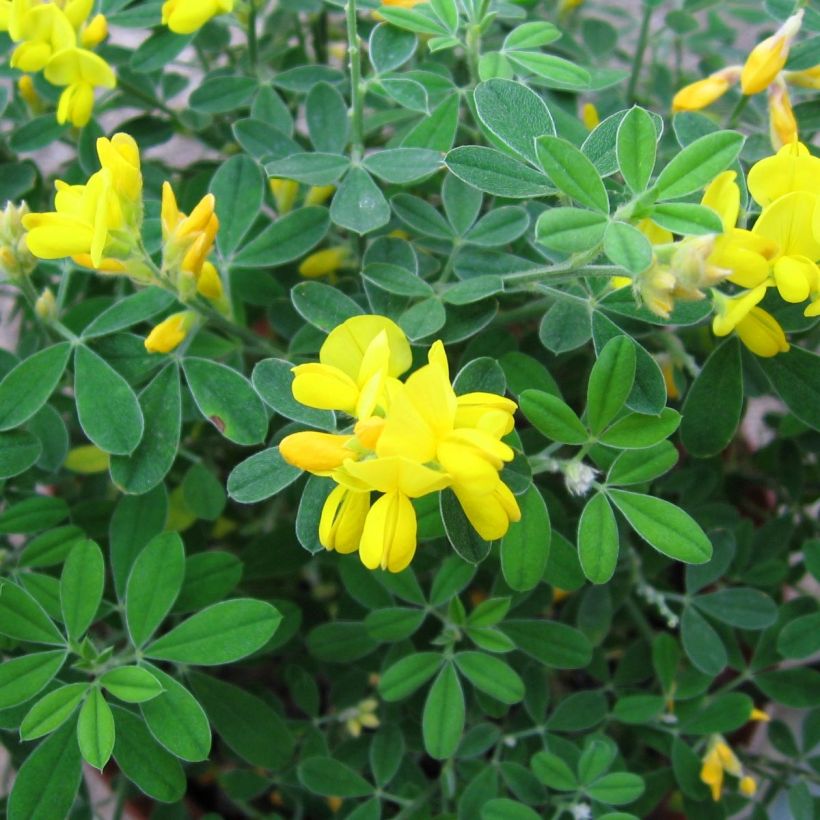 Genista Porlock (Folhagem)