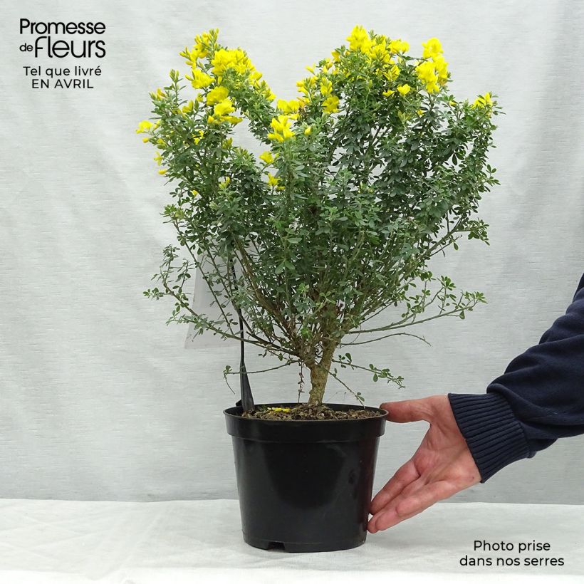 Amostra de Genista Porlock Vaso de 2 L/3 L tal como entregue na primavera