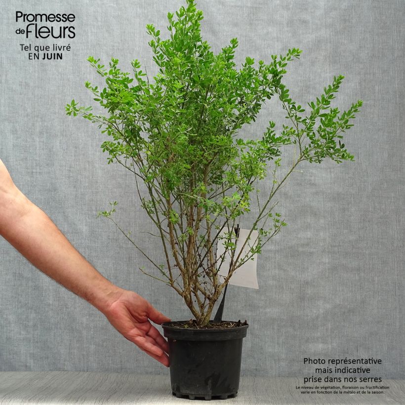 Amostra de Genista Porlock Vaso de 2 L/3 L tal como entregue no verão