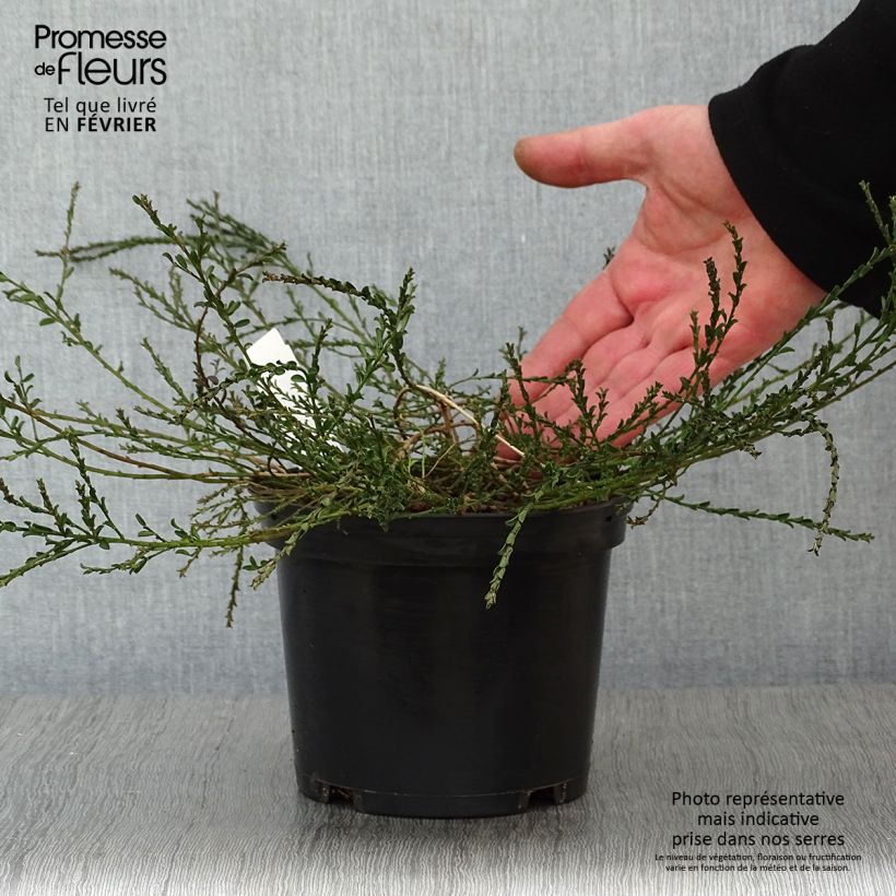 Amostra de Genista pilosa Vancouver Gold - Genêt poilu Vaso de 2 L/3 L tal como entregue no inverno